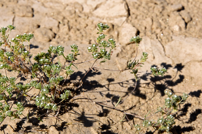 Redroot Cryptantha is found mostly in the southwestern United States with spotty distribution. This species is also native to Baja California and northwestern Mexico. Cryptantha micrantha 